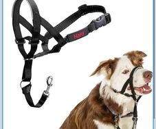Halti Headcollar Stop Your Dog Pulling on the Lead