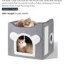 cat Image 3