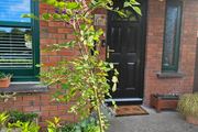 Young ash tree