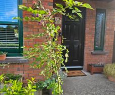 Young ash tree
