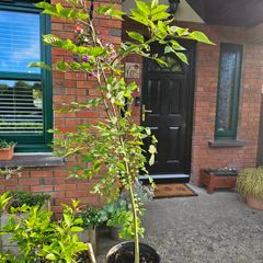 Young ash tree
