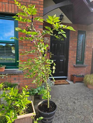 Young ash tree