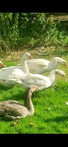 Pair of geese.