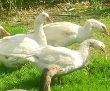 Pair of geese.