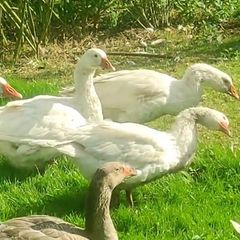 Pair of geese.