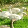 Pair of geese. Image 7