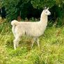 Llamas Image 6