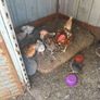 chickens Image 5
