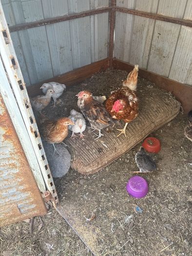 chickens