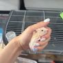 hamster Image 5