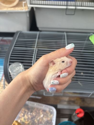 hamster