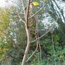 Tree Damson Image 7