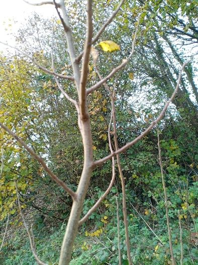 Tree Damson