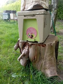Nuc of Native Bees