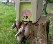 Nuc of Native Bees