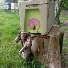 Nuc of Native Bees