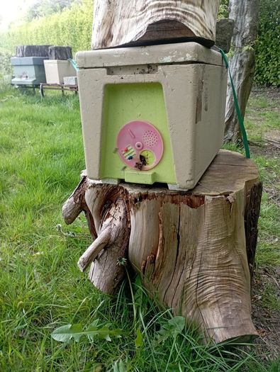 Nuc of Native Bees