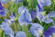 (S) Sweet Pea Blue Ripple seeds 1g (601462)