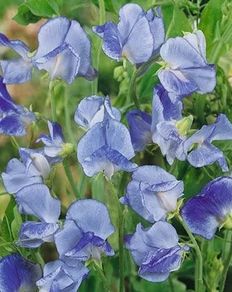 (S) Sweet Pea Blue Ripple seeds 1g (601462)