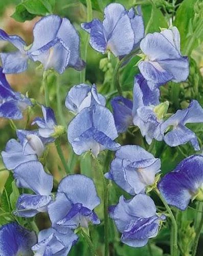 (S) Sweet Pea Blue Ripple seeds 1g (601462)