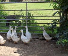 Laying Ducks