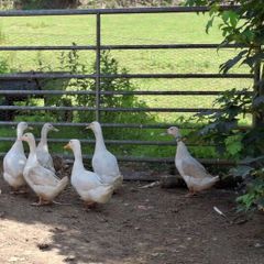 Laying Ducks