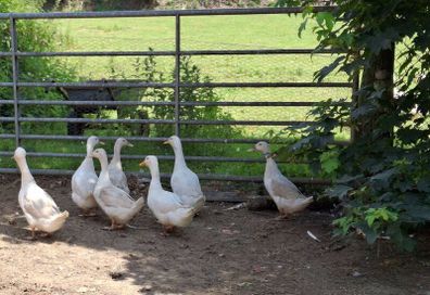 Laying Ducks