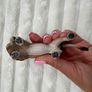 Schleich Lion Adult Animal Figure 2007 Retired 14373 Used Please see pictures Image 7