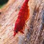 Shrimp and moss Image 6