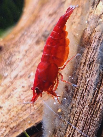Shrimp and moss