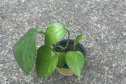 Money plant