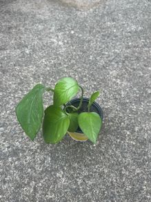 Money plant