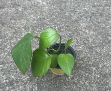 Money plant