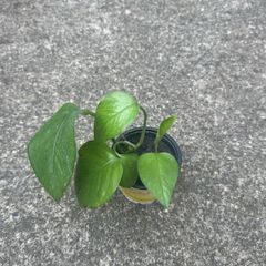 Money plant
