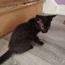 kittens Image 3