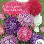 Aster seeds from 1 euro. over 15 different varieties Image 2