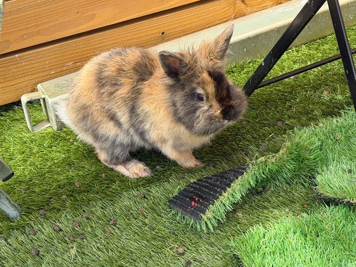Pet bunnies/rabbit