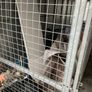 Dog Cage Image 5