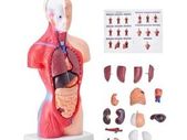 Human Body Model, 23 Parts 18 inch, Human Torso Anatomy Model Unisex Anatomical Skeleton Model with Removable Organs, Educational Teaching Tool for Students Science Learning Education Display