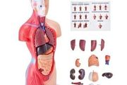 Human Body Model, 23 Parts 18 inch, Human Torso Anatomy Model Unisex Anatomical Skeleton Model with Removable Organs, Educational Teaching Tool for Students Science Learning Education Display