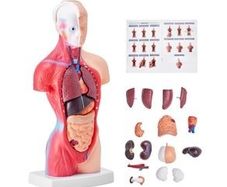 Human Body Model, 23 Parts 18 inch, Human Torso Anatomy Model Unisex Anatomical Skeleton Model with Removable Organs, Educational Teaching Tool for Students Science Learning Education Display