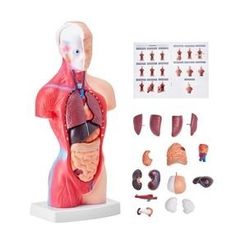 Human Body Model, 23 Parts 18 inch, Human Torso Anatomy Model Unisex Anatomical Skeleton Model with Removable Organs, Educational Teaching Tool for Students Science Learning Education Display
