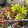 Full Set of Fazer Golf Clubs Image 9