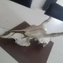 Deer Skull Image 7