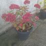 flowers all for sell Image 5