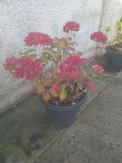 flowers all for sell