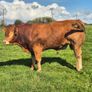 Limousin PBR Bulls Image 4