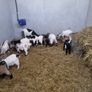 Pigmy goats Image 5