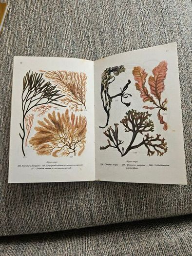 Animals And Plans Of The Sea. Authors: G. Mandahl-barth And M.l. Bauchot  Illustrator: Henning Anthon  Publisher: Fernand Nathan. Beautiful Illustrated Paperback In Good Condition.  See Photos For Same.