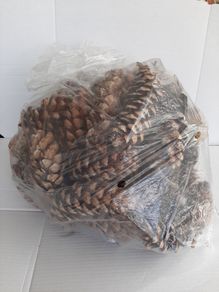 Pine Corns large plastic bag for crafts/decorations etc